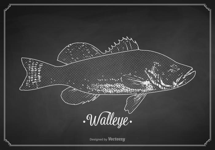 Libre de tiza dibujado Walleye Vector