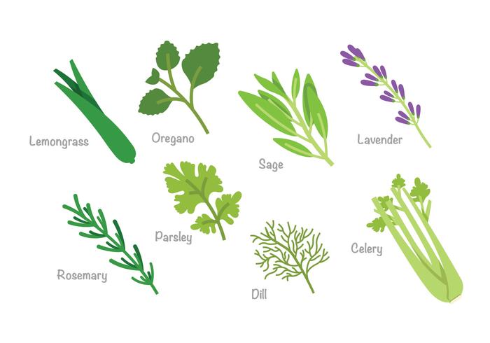 Herb Vector Pack