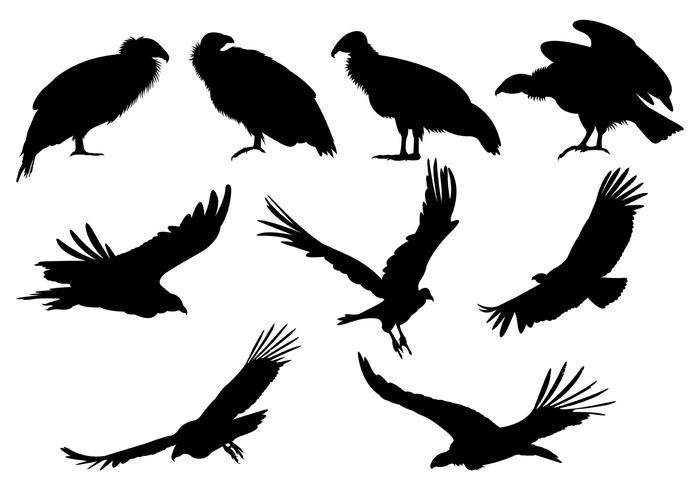 Set Of Condor Silhouettes vector