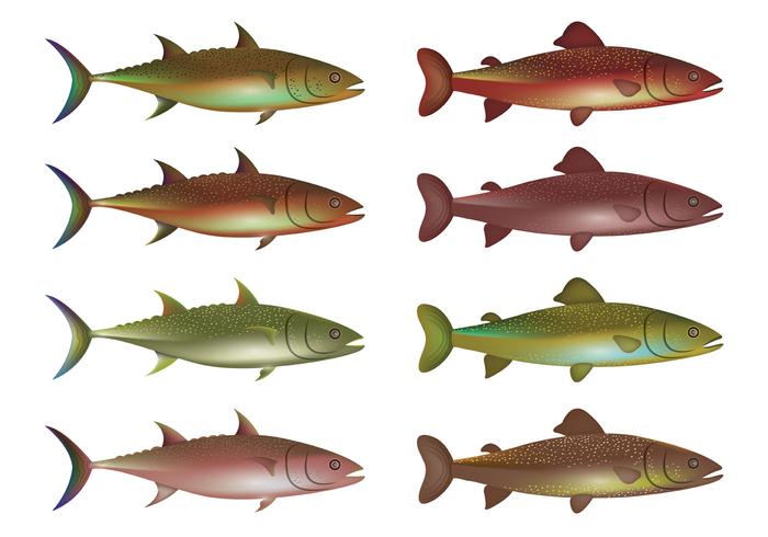 Vector Of Rainbow Trout