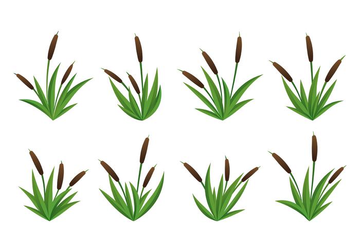 Conjunto De Cattails Vector