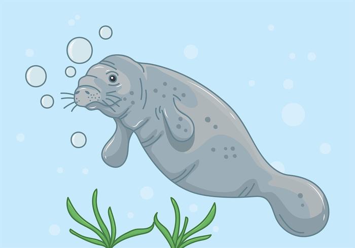 Manatee Underwater Background  vector