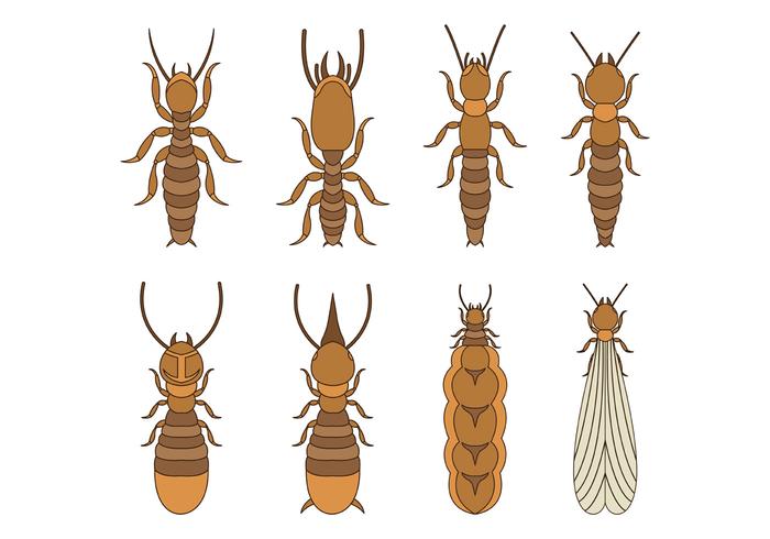 Iconos del vector de la termita