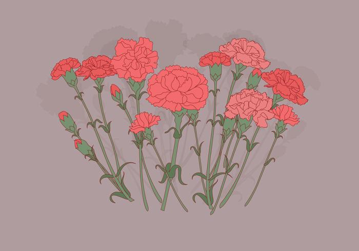 Claveles Flores Vector