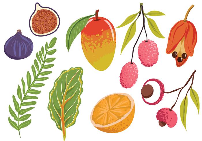 Free Exotic Fruit Leaves Vectors