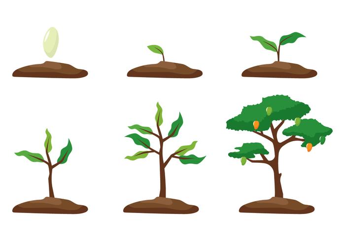 Mango Tree Growth vector