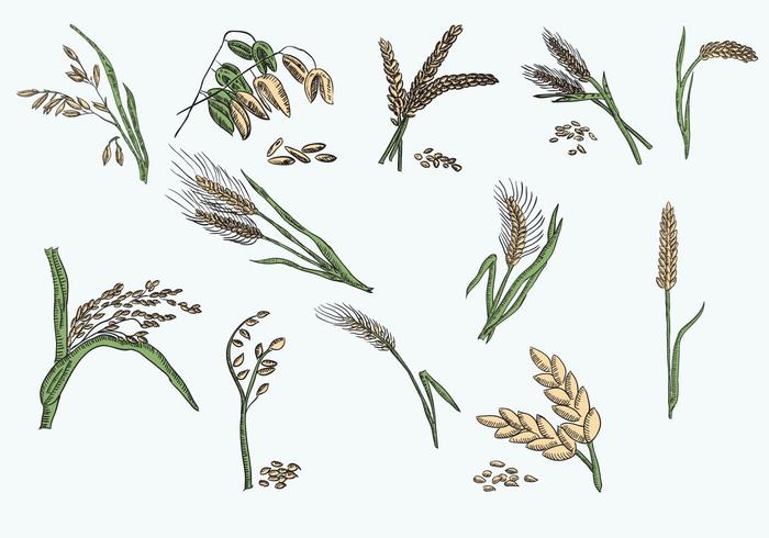 Vector Illustration Oats Collection