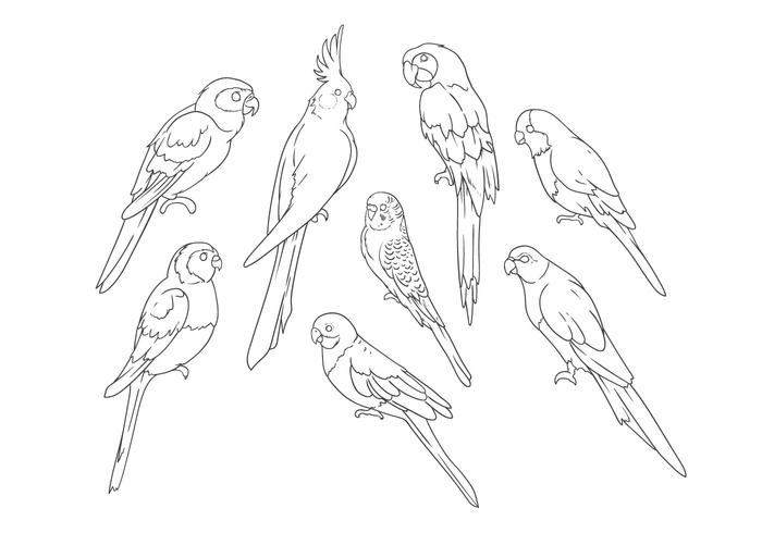 Download Free Hand Drawing Parrots Vector - Download Free Vectors ...