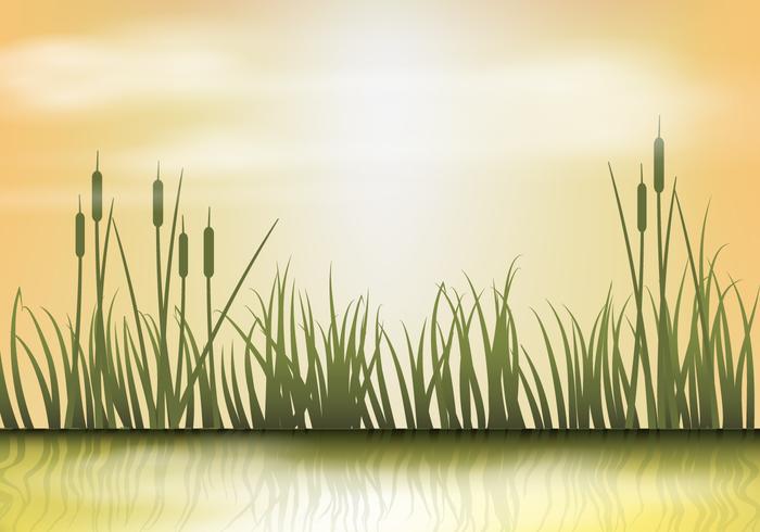 Reeds On Sunset Background Vector