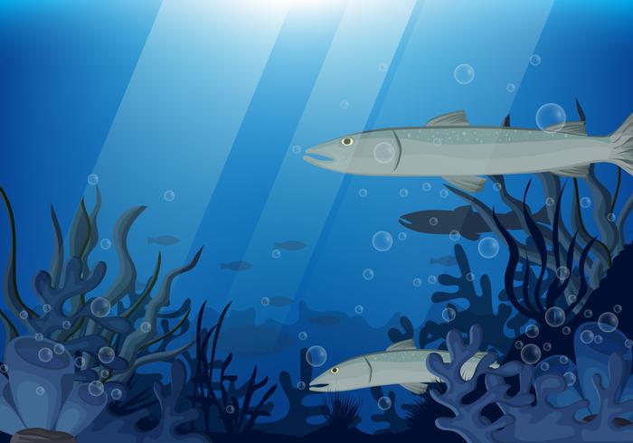 Barracuda Fish Together In Deep Water vector