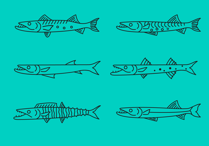 Free Barracuda Vector Free Barracuda Vector