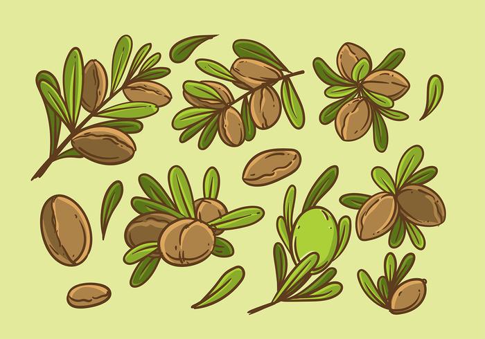 Argan Hand Drawing Vector