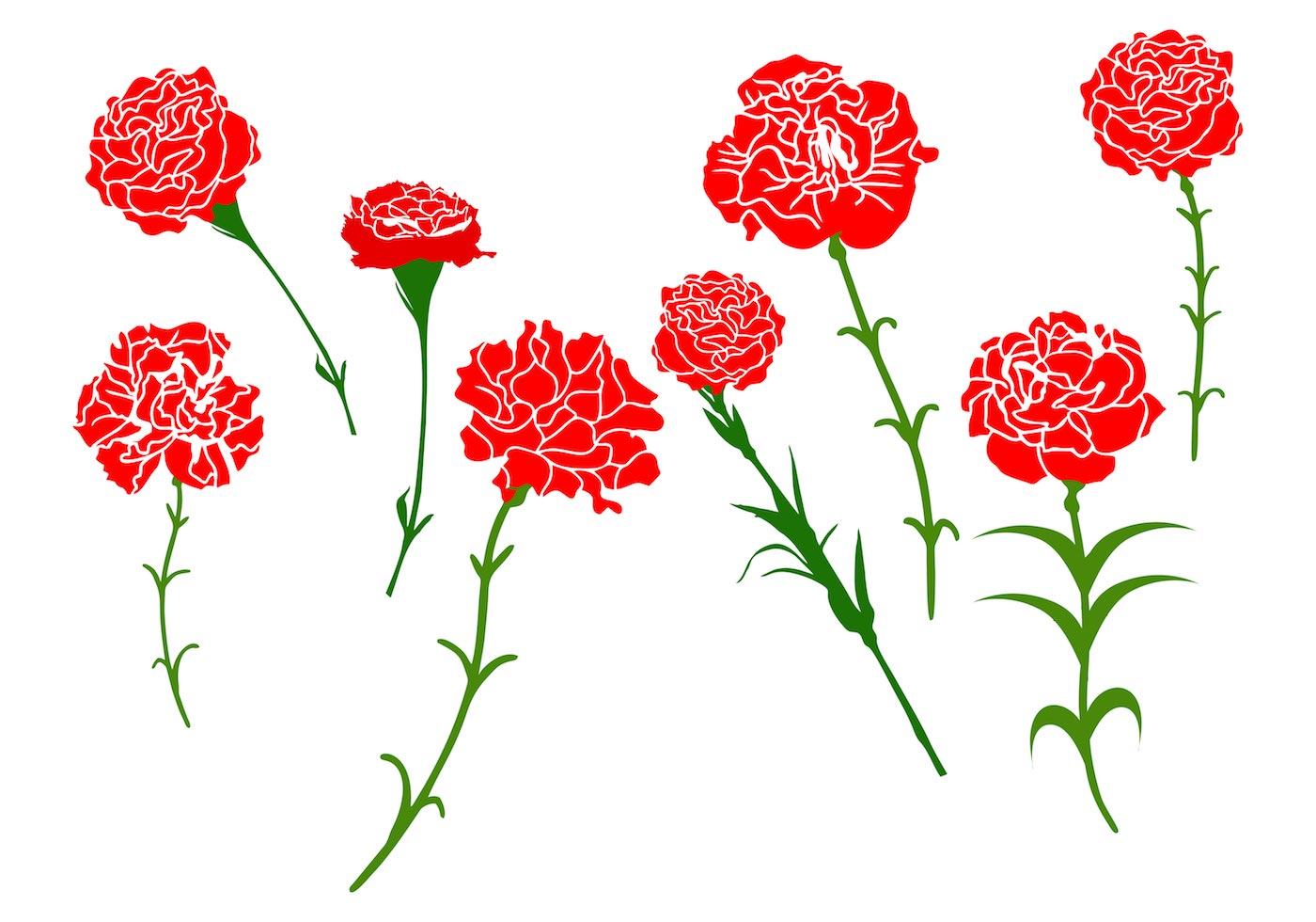 Download Free Carnation Flower Vector 128150 - Download Free ...