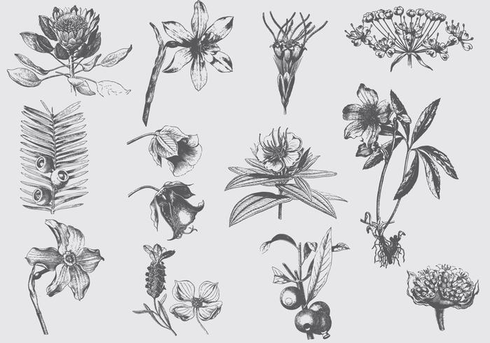 Gray Exotic Flower Illustrations vector