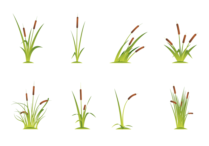 Free Cattails Vector