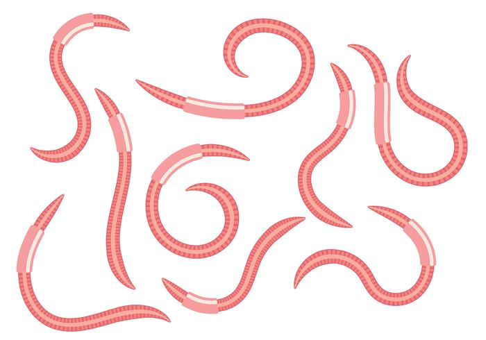 Earthworm Vector