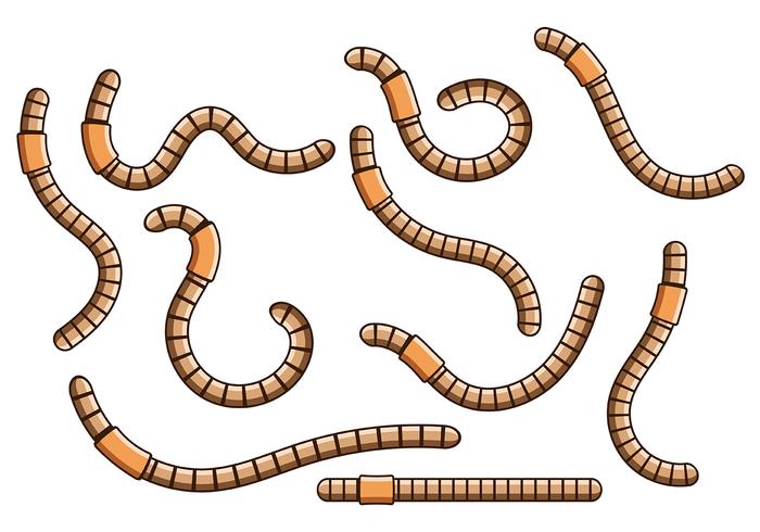 Earthworm Vector 4