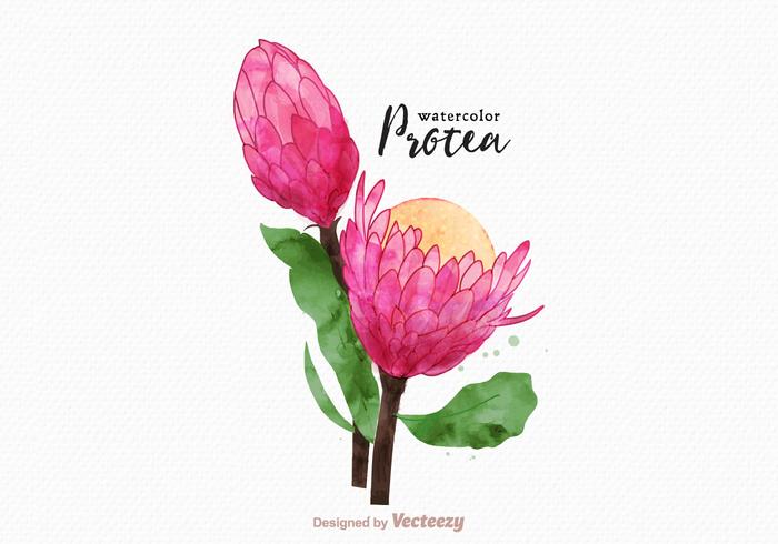 Free Vector Watercolor Protea Flower