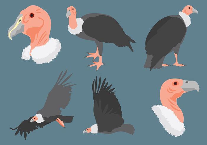 Free Condor Icons Vector