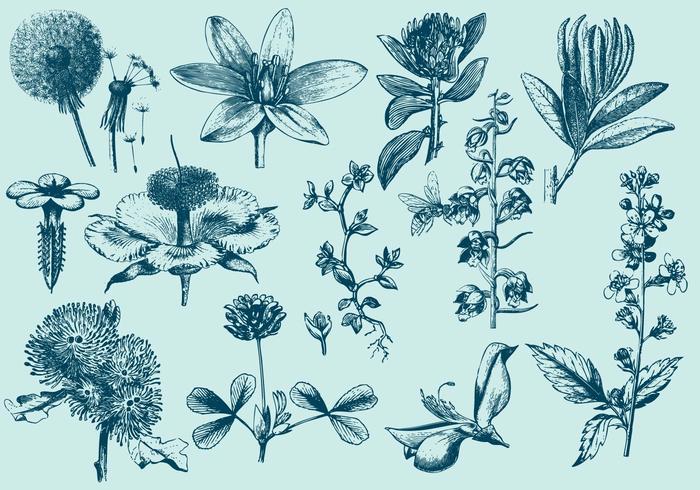 Blue Exotic Flower Illustrations vector