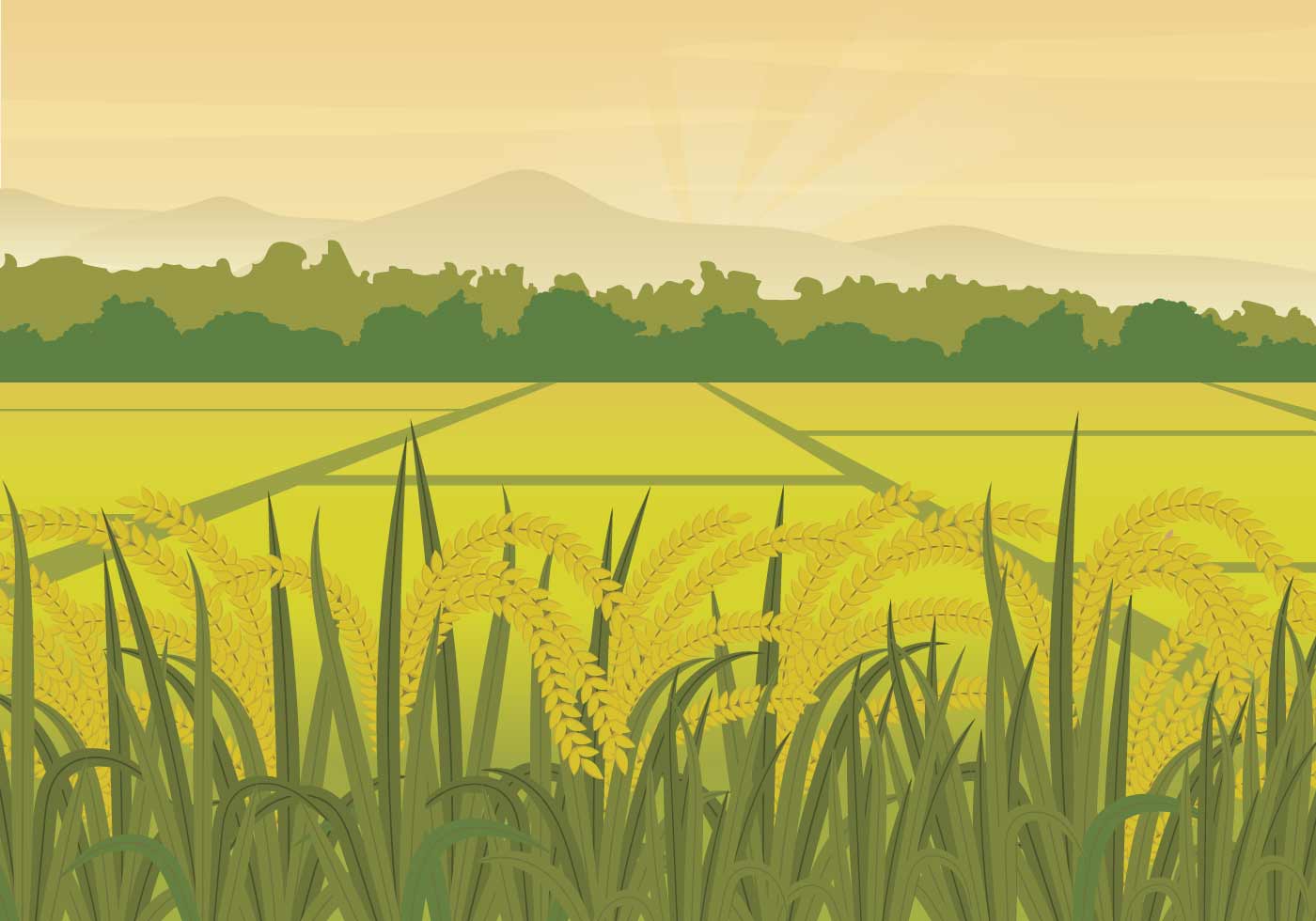 Free Rice Field Illustration 128801 Vector Art at Vecteezy