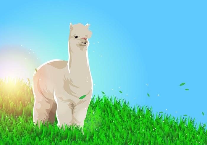 Lama Alpaca Vector Background