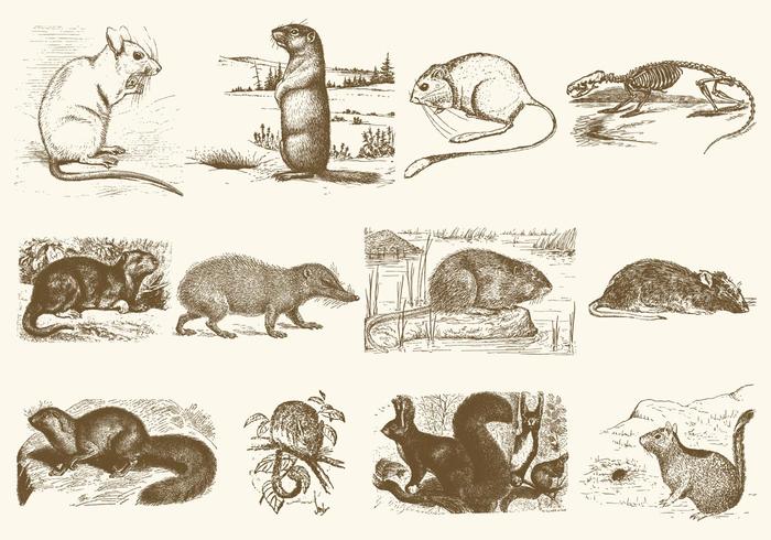 Sepia Rodent Illustrations Sepia Rodent Illustrations