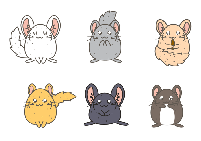 Free Chinchilla Vector