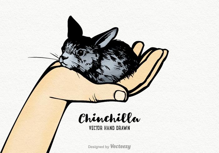 Vector libre mano dibujada Chinchilla