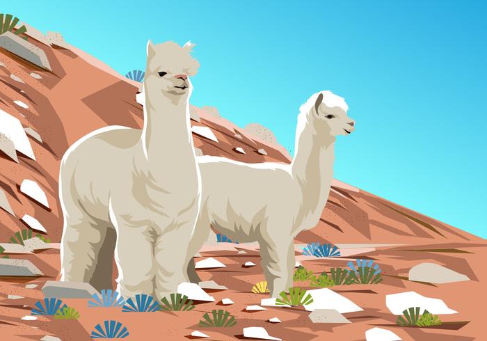 Alpaca en el desierto vector