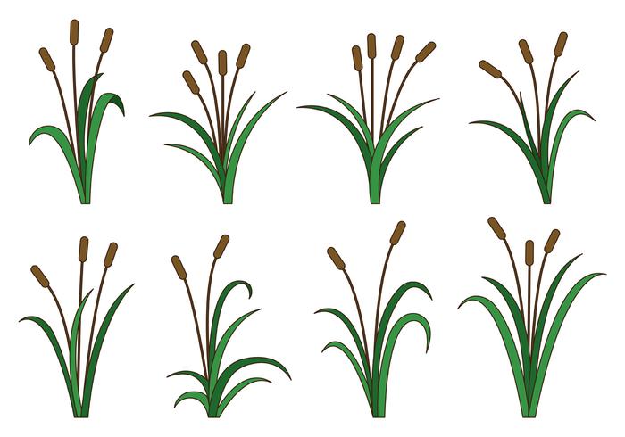 Set Of Cattails Vector