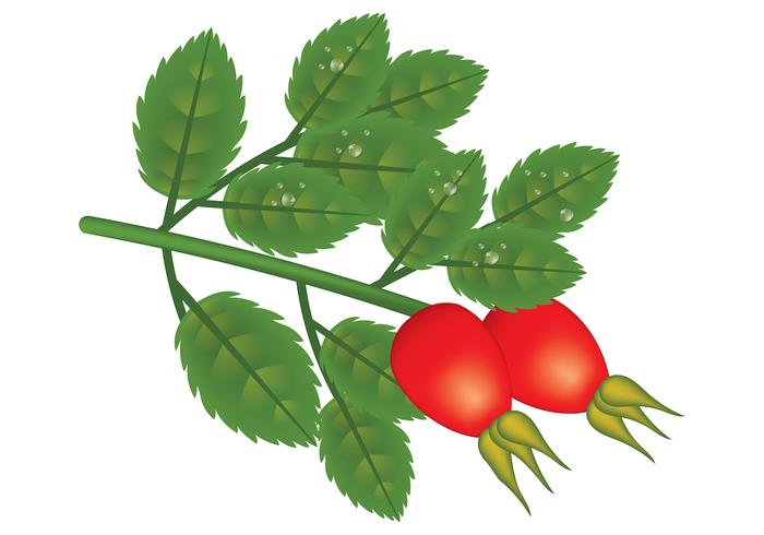 Rosehip Vector Plant