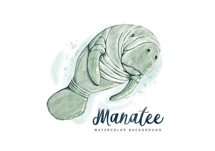 Fondo libre de la acuarela del Manatee vector