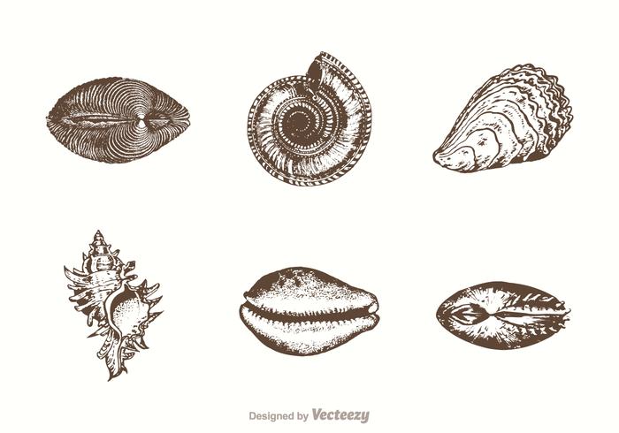 Mano libre dibujado mar conchas vector
