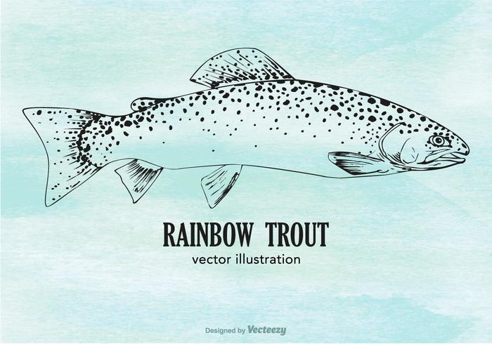Vector Rainbow Trout