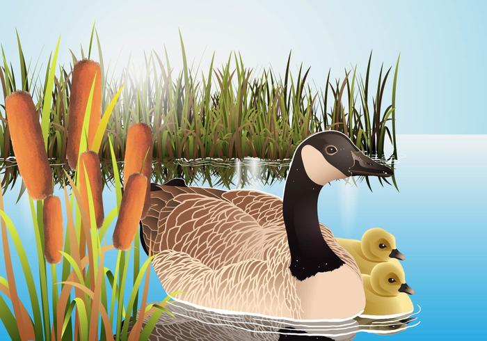 Cattails Vector With Canadian Goose