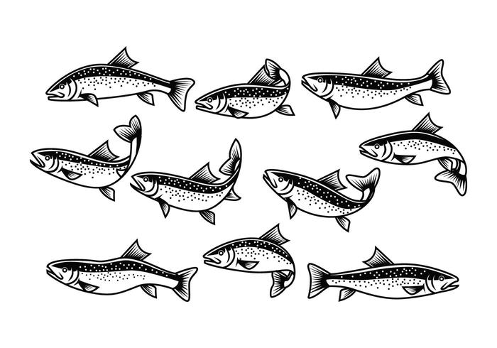 Free Rainbow Trout Vector 129594 Vector Art at Vecteezy