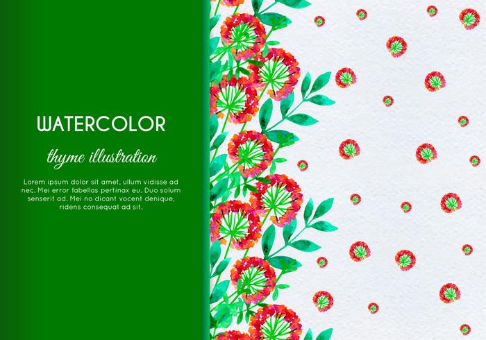 Free Vector Hand Drawn Watercolor Thyme With Flowers And Leaves Free Vector Hand Drawn Watercolor Thyme With Flowers And Leaves