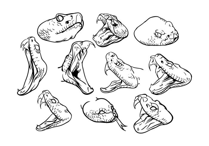 Free Rattlesnake Vector Free Rattlesnake Vector