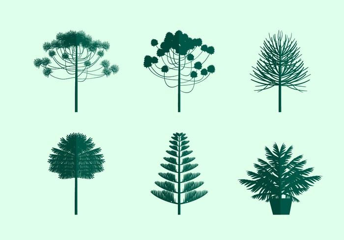 Araucaria Icono Vector Libre