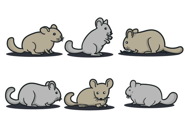 Chinchilla Vector Chinchilla Vector