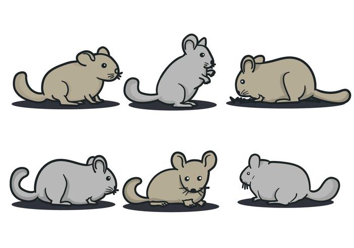 Chinchilla Vector