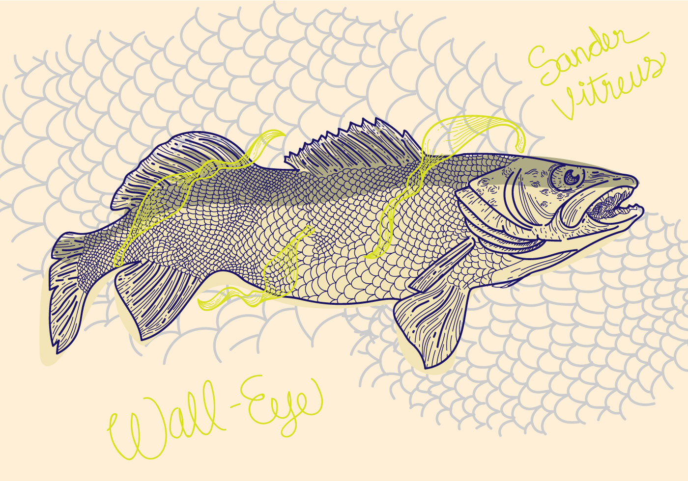 Free Free 218 Walleye Fishing Svg Free SVG PNG EPS DXF File