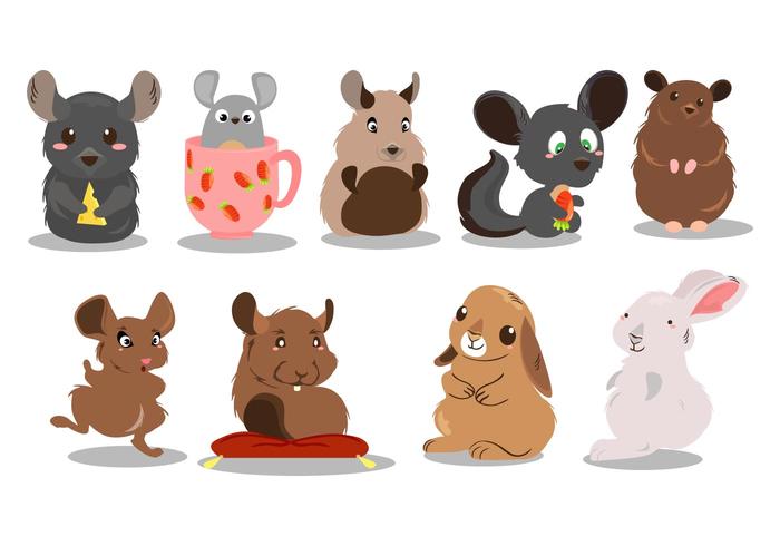 Vector Cute chinchilla gratis