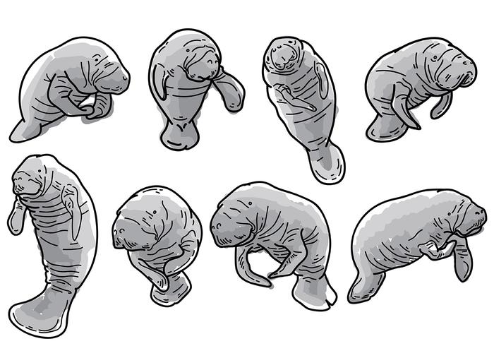 Free Manatee Icons Vector