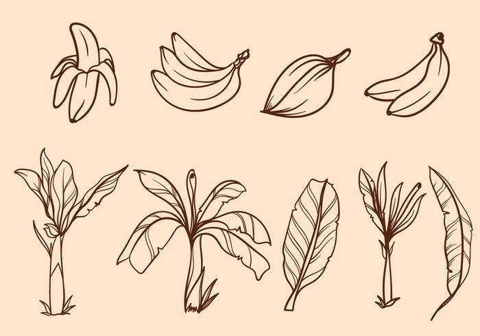 Free Hand Drawn Banana Tree Vector