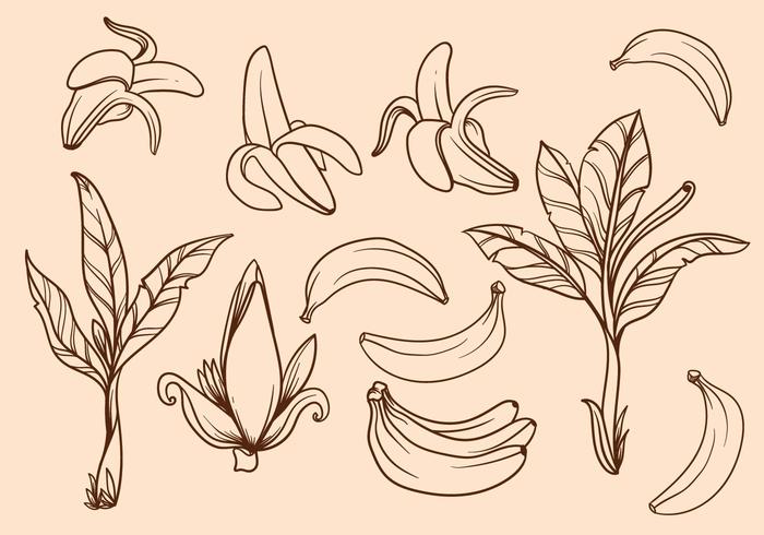 Free Hand Drawn Banana Tree Vector Free Hand Drawn Banana Tree Vector