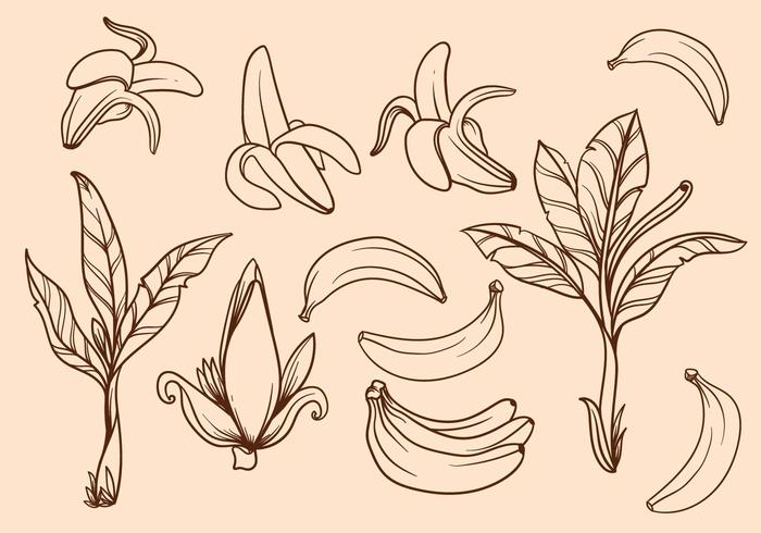 Free Hand Drawn Banana Tree Vector