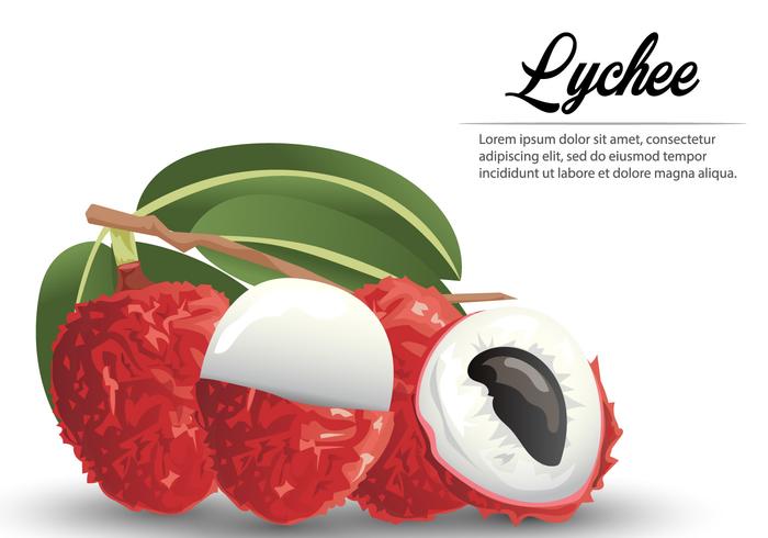 Lychee de frutas tropicales vector