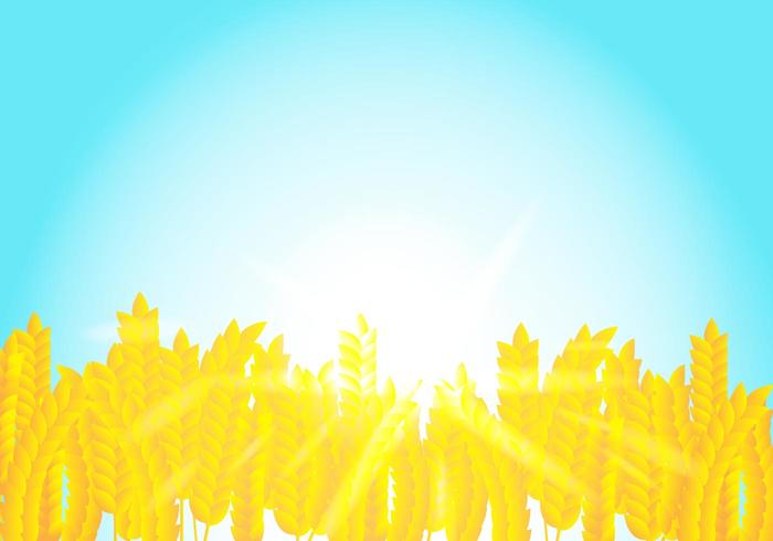 Background On Rice Crop Flowers In The Sunshine vector